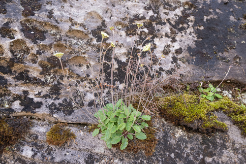 Crown Tinderleaf (Hermas capitata)
