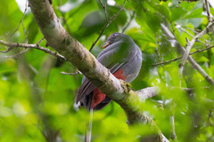 Trogon melanurus