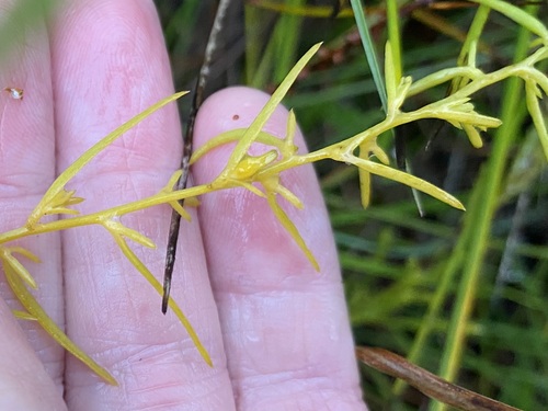 Image of Thesium australe by (c) AmandaF, some rights reserved (CC BY)