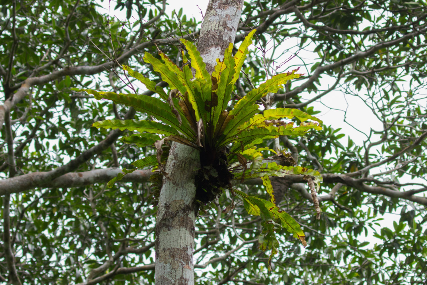 Long strapfern (Campyloneurum phyllitidis) · iNaturalist