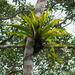 Long Strapfern - Photo (c) avocat, some rights reserved (CC BY-NC), uploaded by avocat