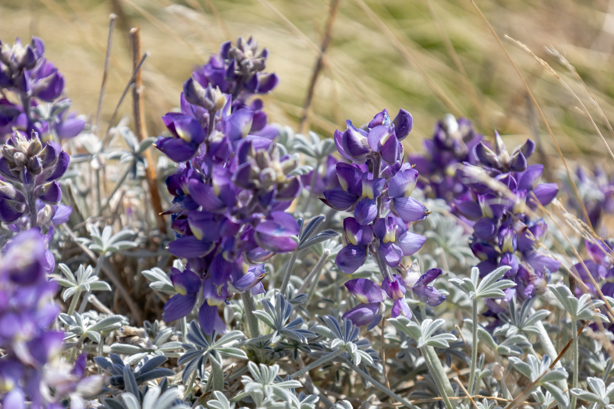 Lupinus excubitus