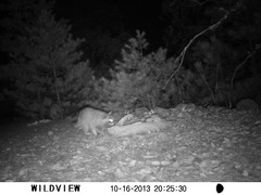 Procyon lotor hernandezii