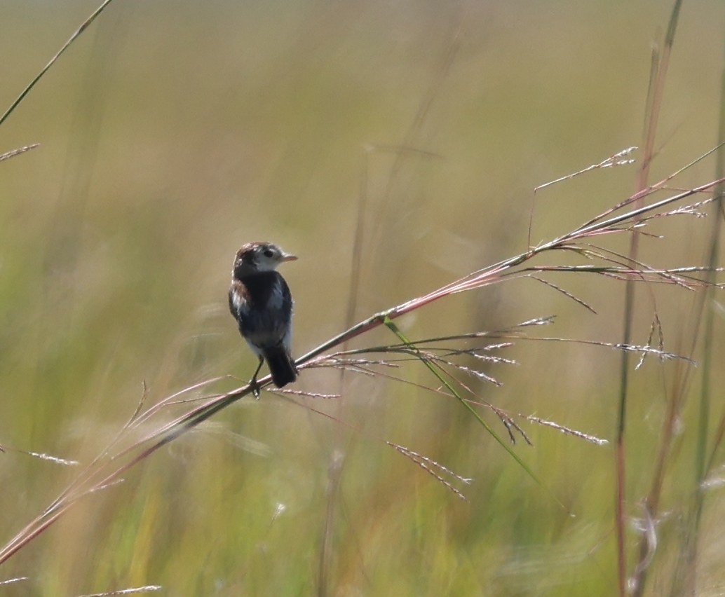 Cock-tailed Tyrant (Alectrurus tricolor), photo 3