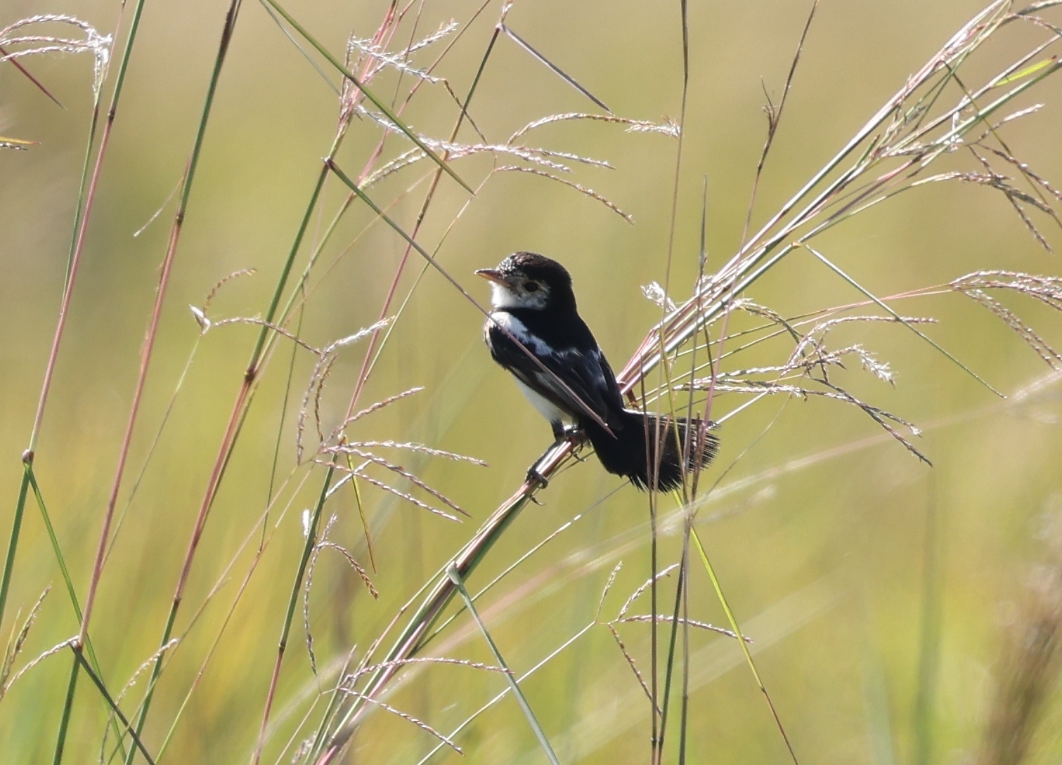 Cock-tailed Tyrant (Alectrurus tricolor), photo 2