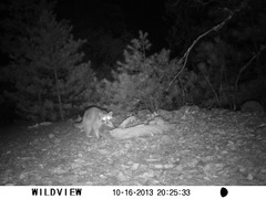 Procyon lotor hernandezii