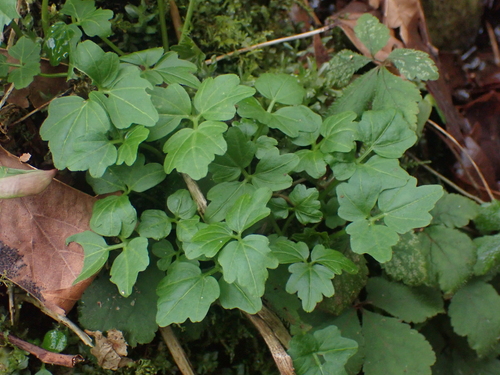 Image of Cardamine angulata by no rights reserved