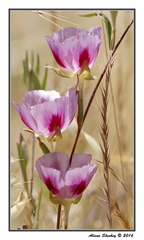 Clarkia speciosa polyantha