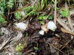 Christisonia hookeri