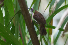 Pheugopedius fasciatoventris