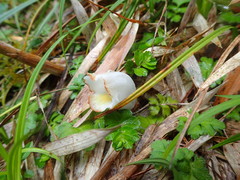 Christisonia hookeri