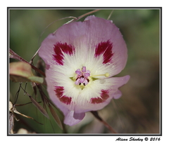 Clarkia speciosa polyantha
