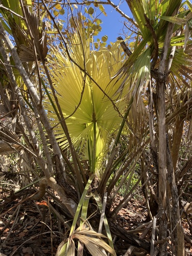 Bermuda Palmetto (Sabal bermudana)