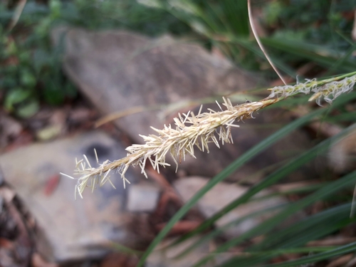 Carex dolichostachya, photograph 5