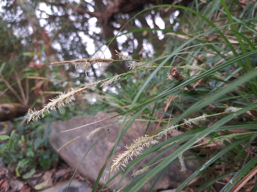 Carex dolichostachya, photograph 6