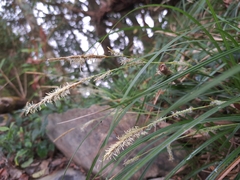 Carex dolichostachya, photograph (c) vrxz, some rights reserved (CC BY-SA)
