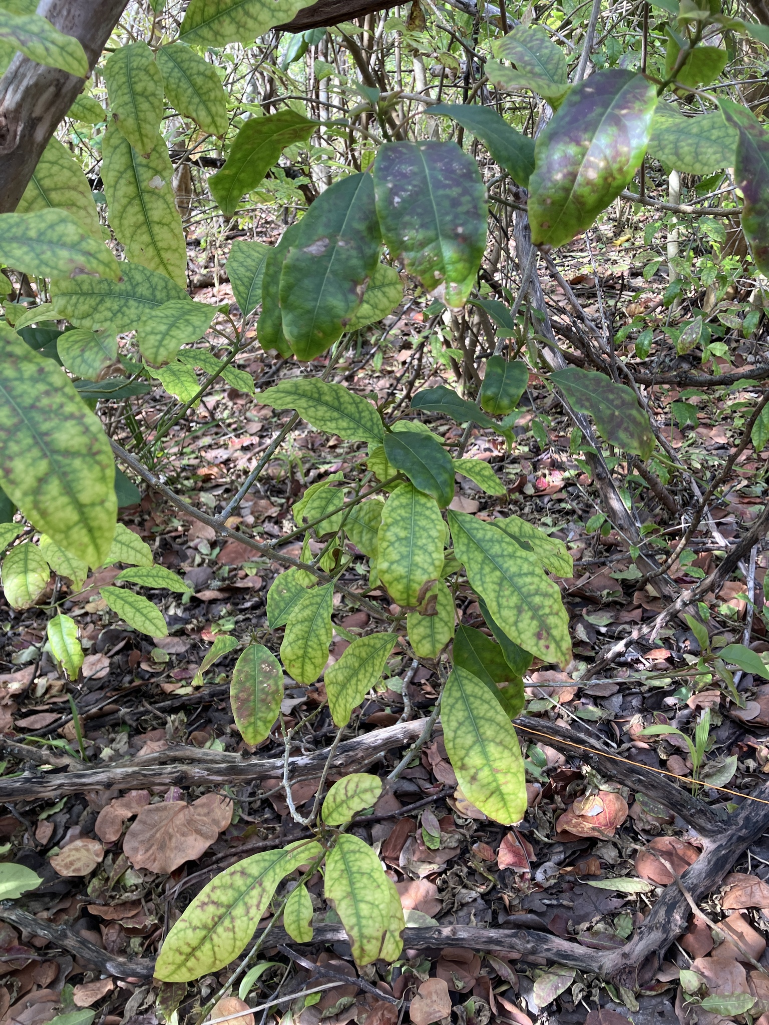 Imagem de Velame-branco