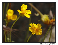 Leptosyne stillmanii