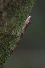 Anolis apletophallus