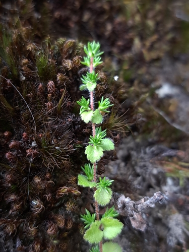 Image of Hemiphragma heterophyllum by (c) vrxz, some rights reserved (CC BY-SA)