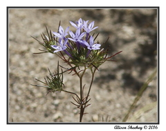 Eriastrum pluriflorum