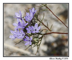 Eriastrum pluriflorum