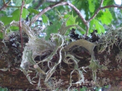 Ramalina fraxinea