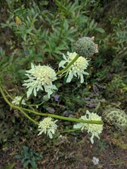 Cephalaria