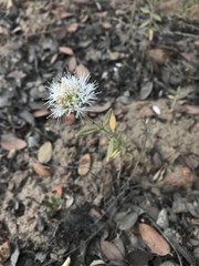 Monardella hypoleuca lanata