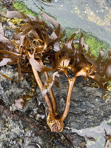 Photo of Southern Kelp (Eisenia arborea)