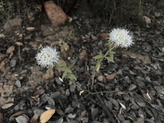 Monardella hypoleuca lanata