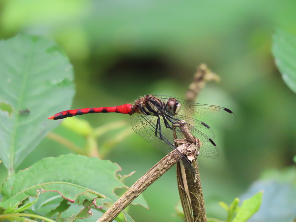 Sympetrum nantouensis