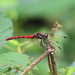 Sympetrum nantouensis - Photo (c) 利承拔, some rights reserved (CC BY-NC), uploaded by 利承拔