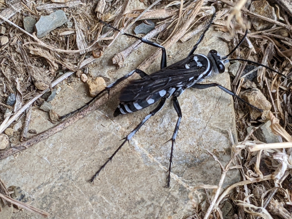 Turneromyia semiluctuosa