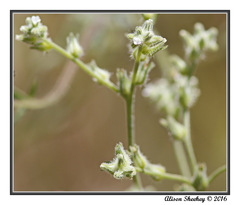 Cryptantha torreyana