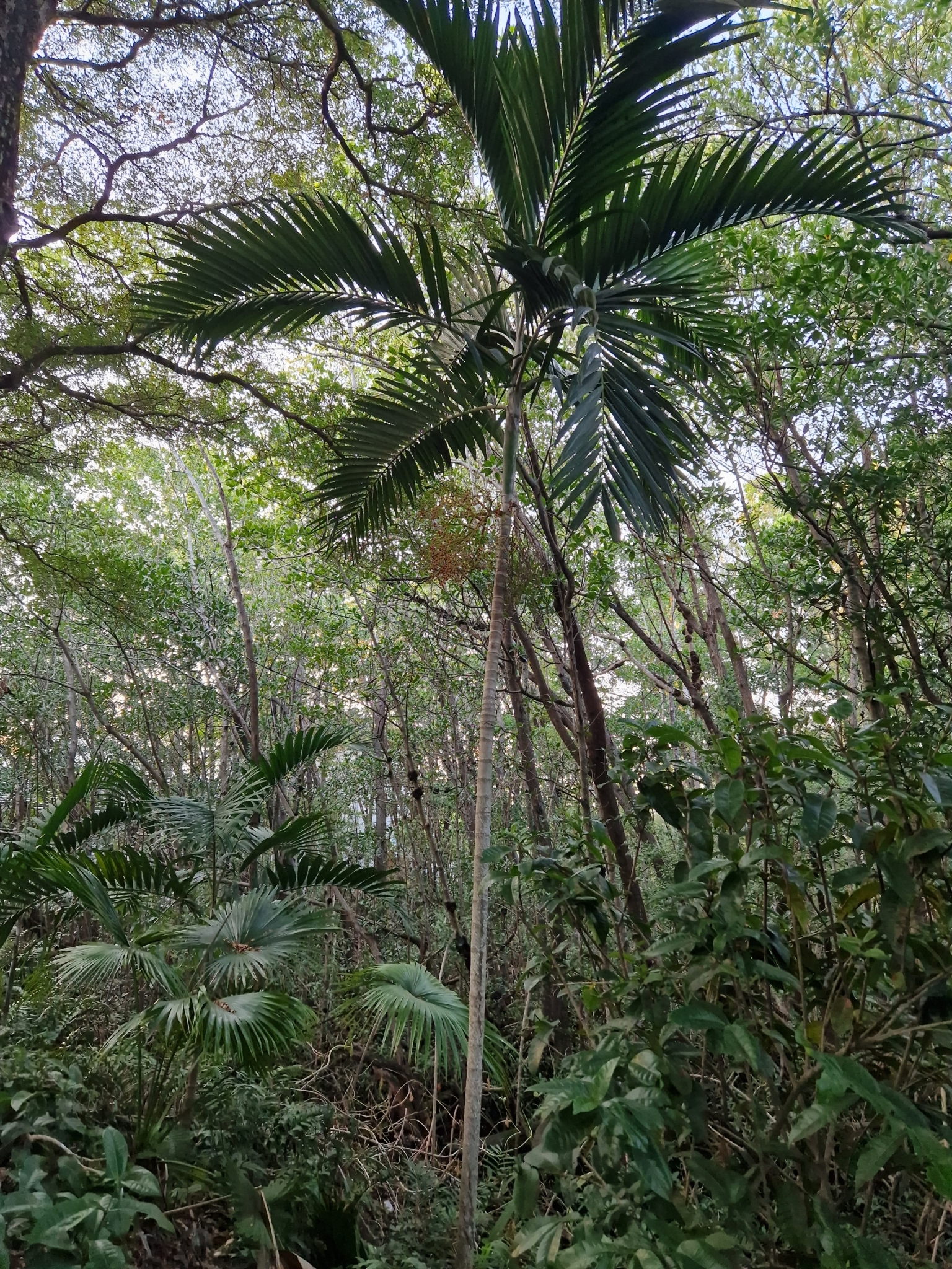 Imagem de Palmeira-de-jardim