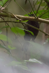 Microrhopias quixensis