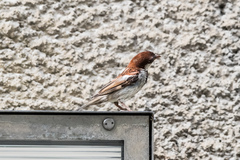 Passer domesticus × italiae