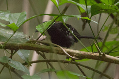 Microrhopias quixensis