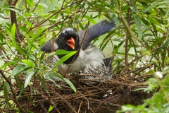 Eudynamys scolopaceus