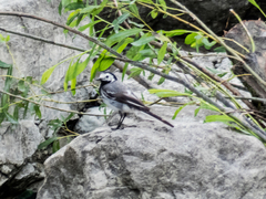 Motacilla alba