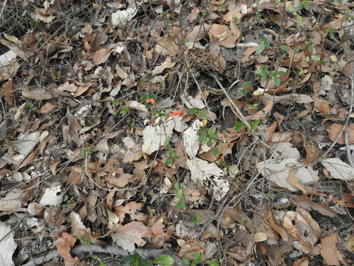 Clinopodium macrostemum, photograph 6