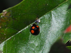 Coelophora bowringii