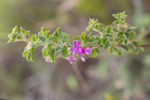 Peninsula Indigo (Indigofera candolleana)