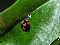 Coelophora bowringii