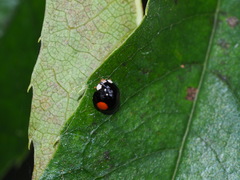 Coelophora bowringii