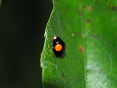 Coelophora bowringii