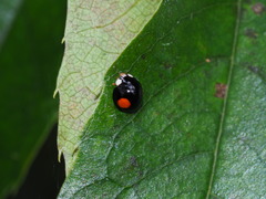 Coelophora bowringii