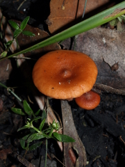 Lactarius eucalypti