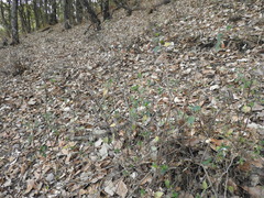 Clinopodium macrostemum, photograph (c) Oscar Alejandro Morales Juárez, some rights reserved (CC BY-SA)